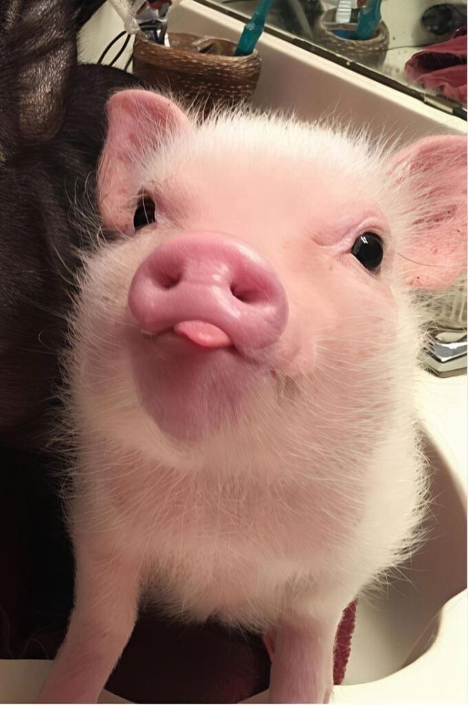 19+ hình con lợn cute, đáng yêu và ngộ nghĩnh được nhiều người yêu thích 5 Hình con lợn meme ngộ nghĩnh được chia sẻ rộng rãi trên mạng xã hội