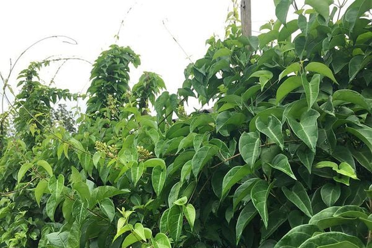 Giải nghĩa lá chà bồn là gì và mối liên hệ với cá chà bặc 1 Lá chà bồn là gì?