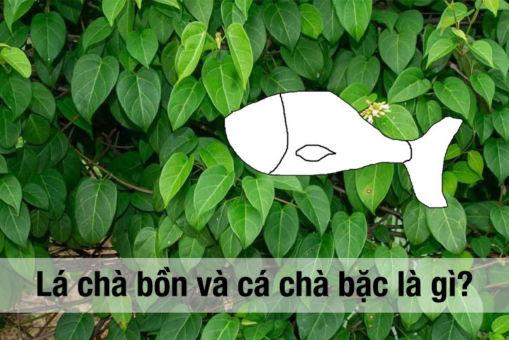 Giải nghĩa lá chà bồn là gì và mối liên hệ với cá chà bặc Giải nghĩa lá chà bồn là gì và mối liên hệ với cá chà bặc